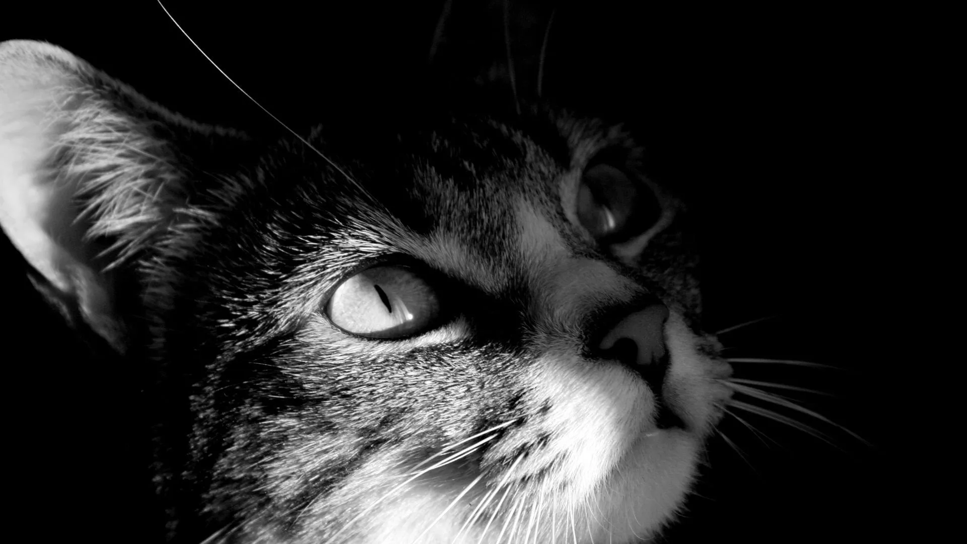 Gato en blanco y negro - 1920x1080 :: Fondos de pantalla y wallpapers