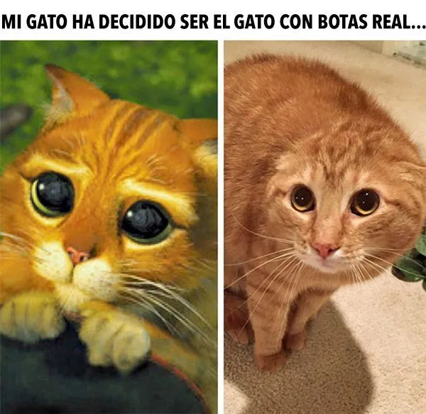 El gato con botas real. #humor #risa #graciosas #chistosas ...