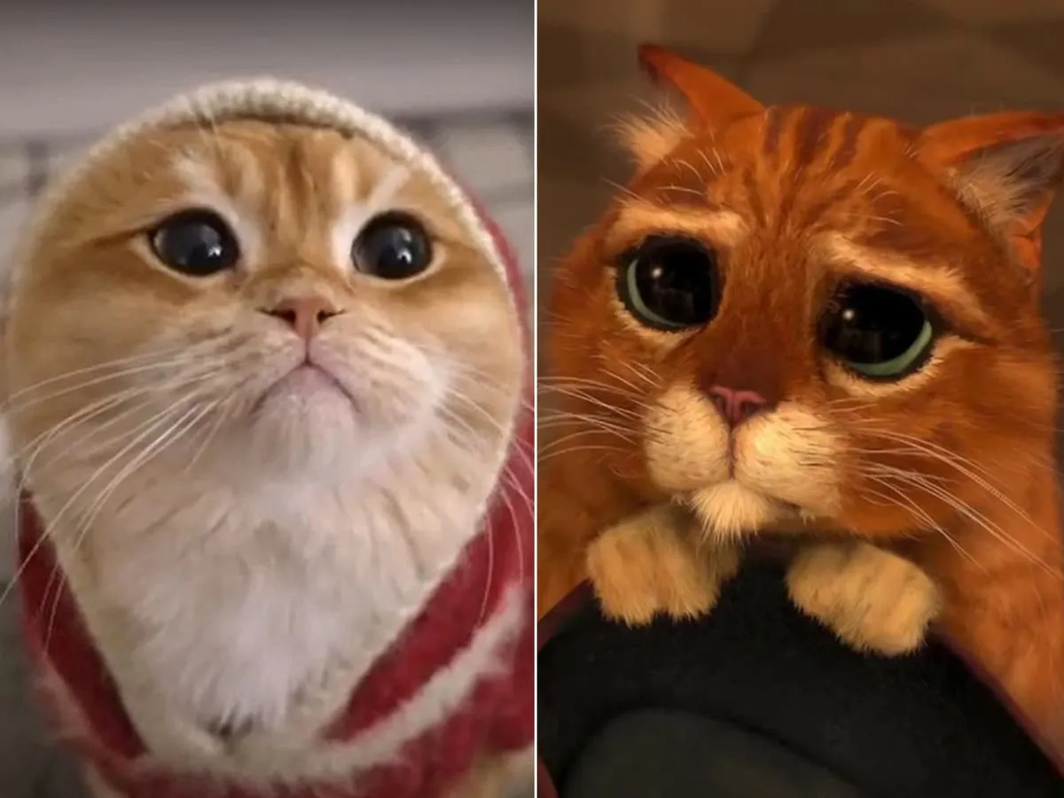 Gato con Botas de la vida real acumula 600.000 seguidores en Instagram | Independent Español