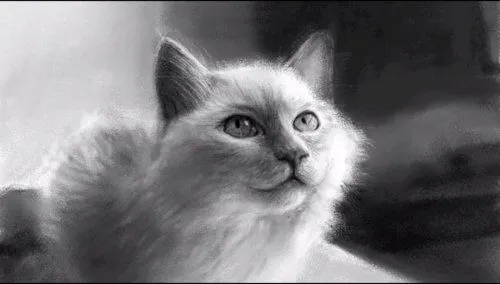 Como dibujar un gato realista - Imagui