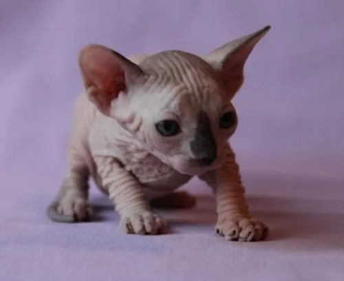 Fotos de sphynx gato egipcio sin pelo pedigree - Madrid - Animales ...