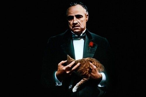 El gato de 'El Padrino' fue una improvisación de Francis Ford Coppola y casi arruina una de las escenas más icónicas de esta obra maestra