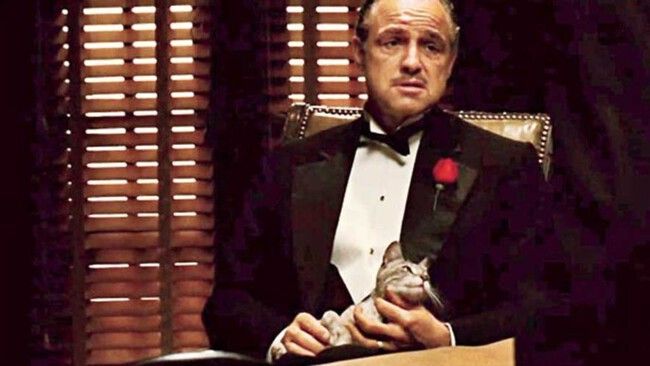 El gato de 'El Padrino' fue una improvisación de Francis Ford Coppola y casi arruina una de las escenas más icónicas de esta obra maestra