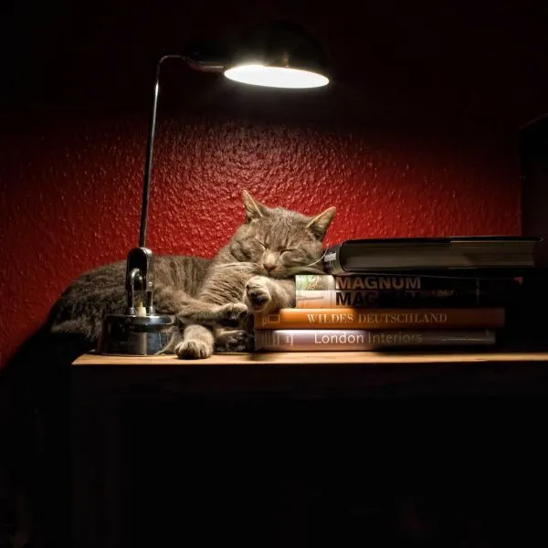 Gato Estudiando - Imagenes de Animales Graciosos, Videos y Fotos ...