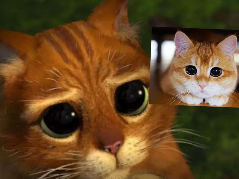 Gato igual al Gato con Botas de Shrek imágenes | RCN Radio
