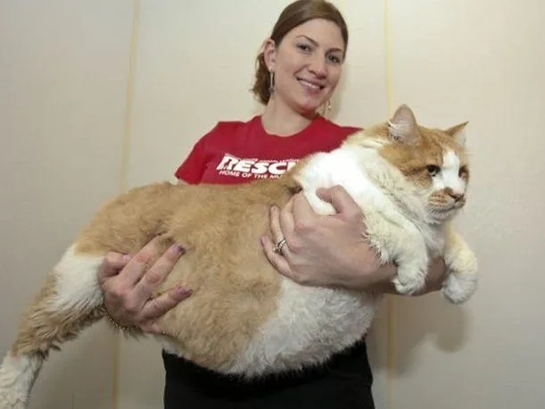 el gato mas gordo del mundo - Taringa!