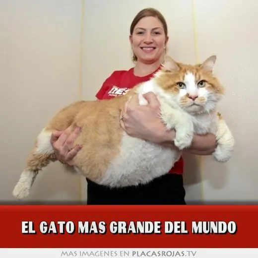 El gato mas grande del mundo - Placas Rojas TV