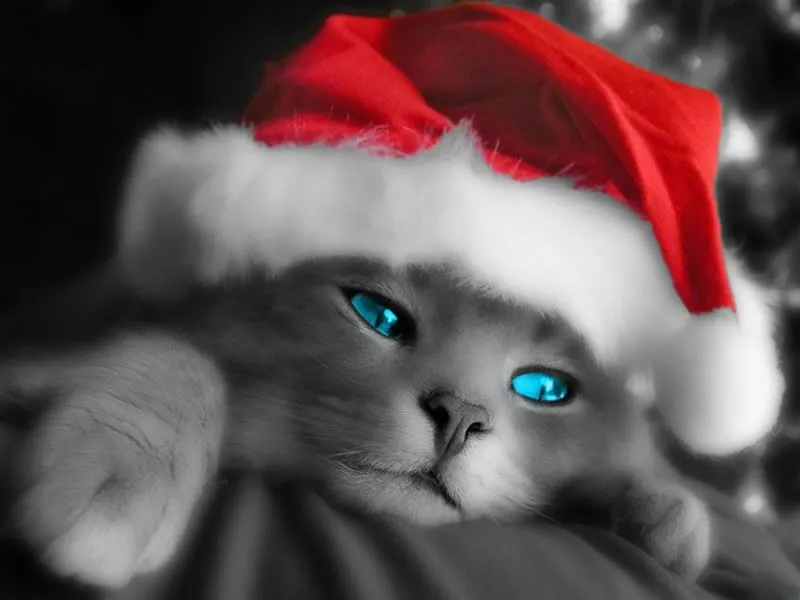 Gato gris con gorrito de Santa Claus - Imágenes Para Compartir ...