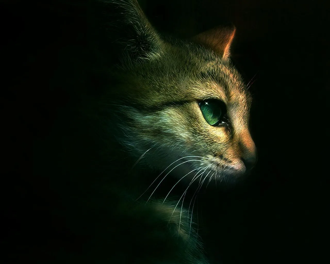 Gato Hd Wallpapers | DIARIOHD