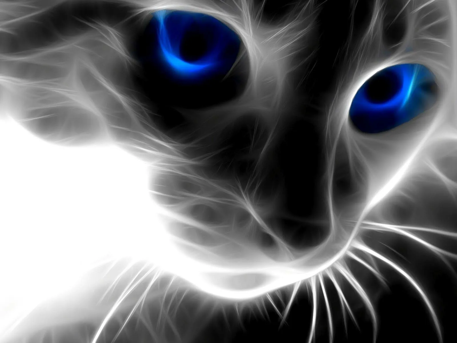 Gato Hd Wallpapers Num3 | DIARIOHD