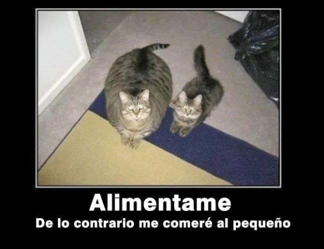 Mi gato esta loco!!: Frases Chistosas !!