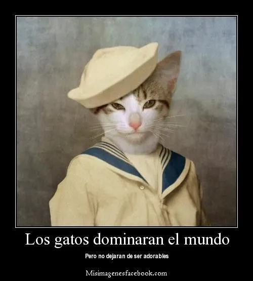 Mi gato esta loco!!: Frases Chistosas !!