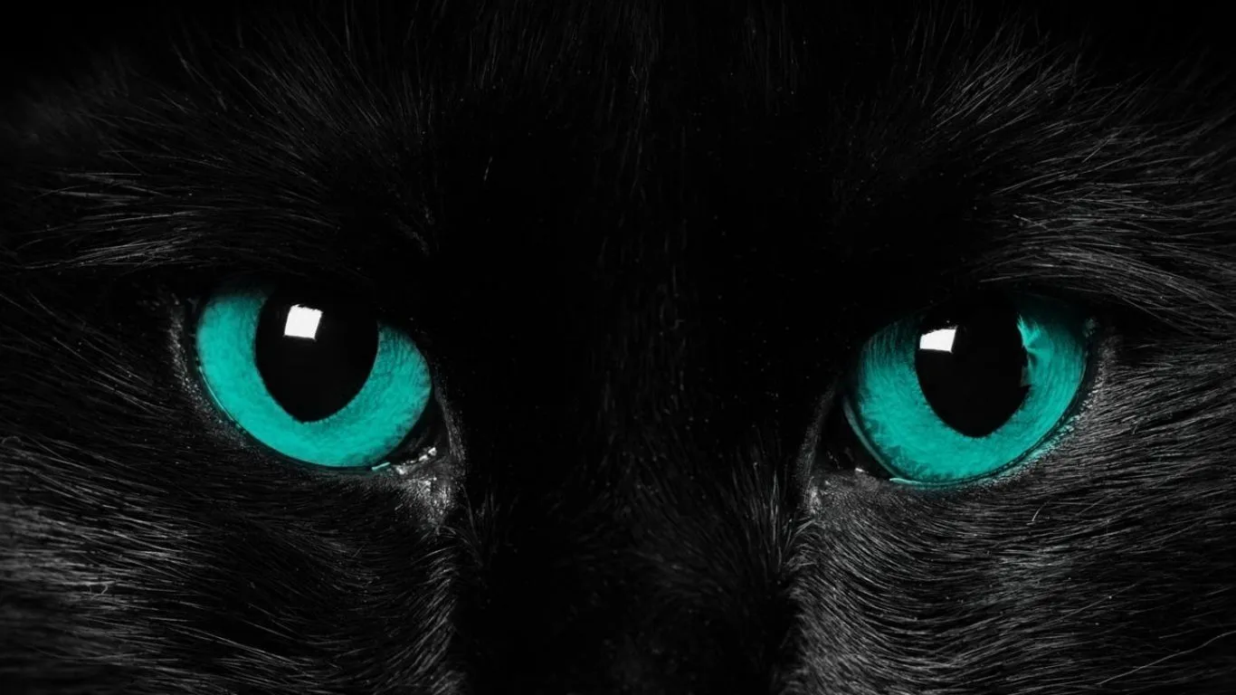 Gato negro - 1366x768 :: Fondos de pantalla y wallpapers