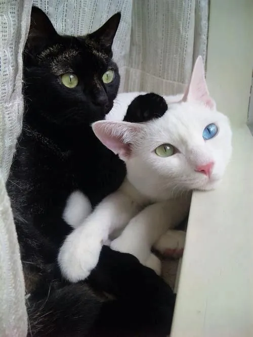 Gato negro con blanco - Imagui