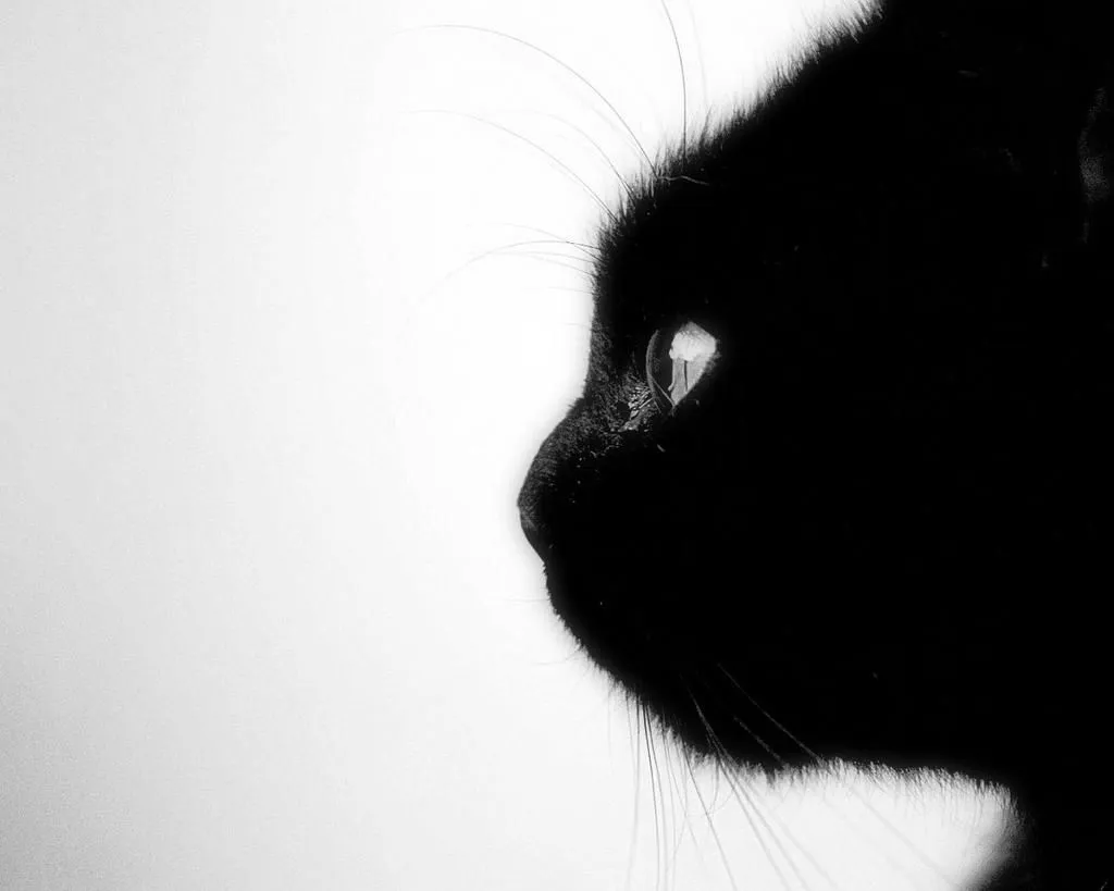 gato negro 03 by leugim77 customization wallpaper animals plants 2009 ...