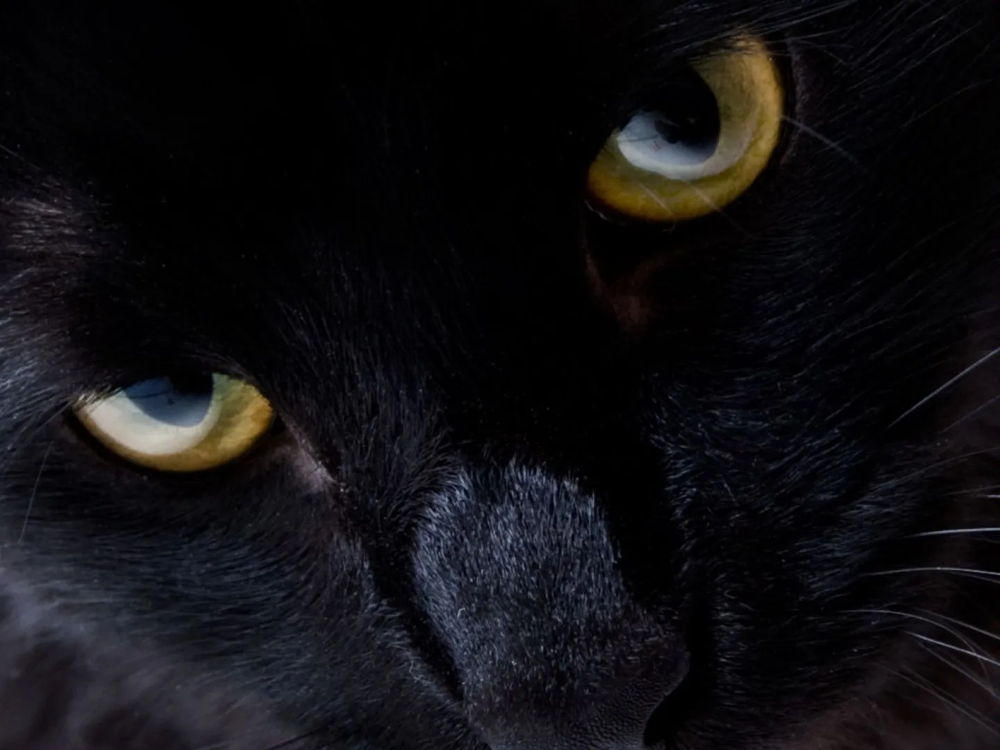 Gato Negro 08 by leugim77 on DeviantArt