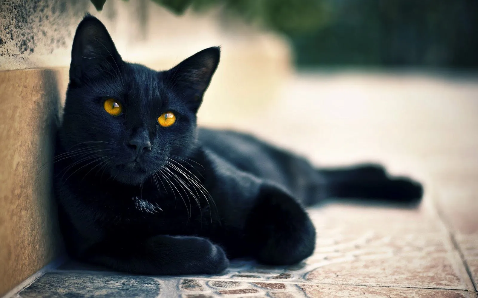 Gato Negro - Fondos de Pantalla HD - Wallpapers HD