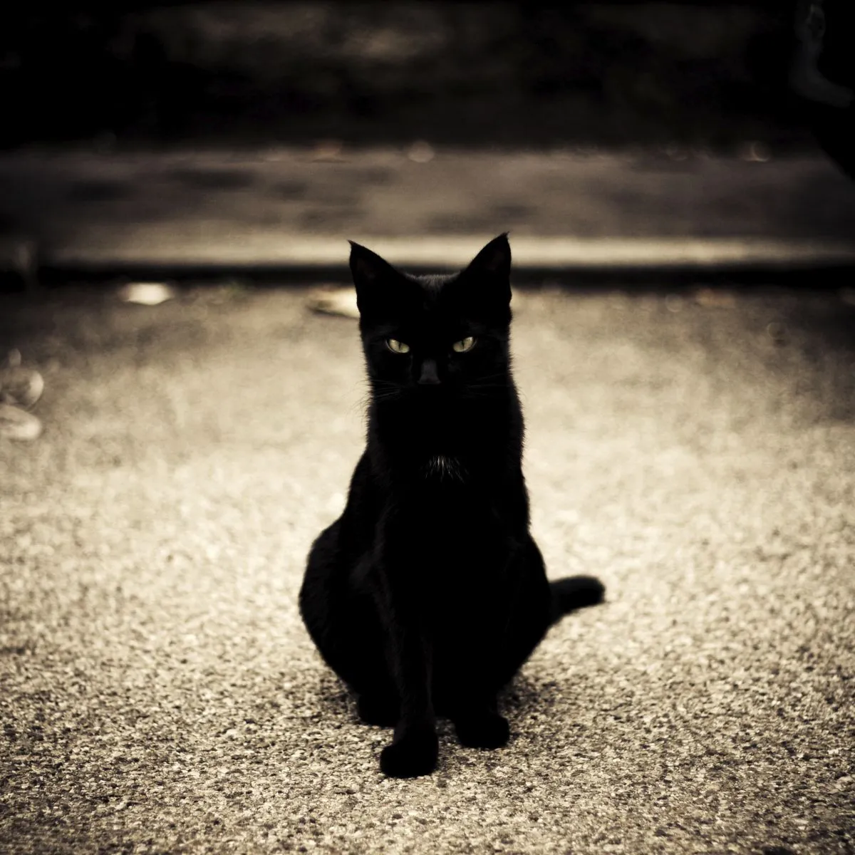 El gato negro | Jandroche