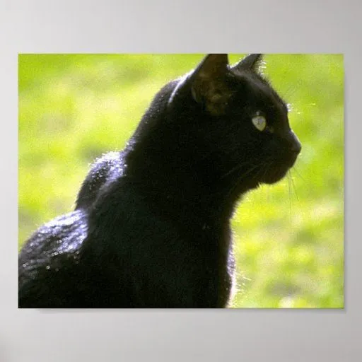 Gato negro en perfil posters | Zazzle