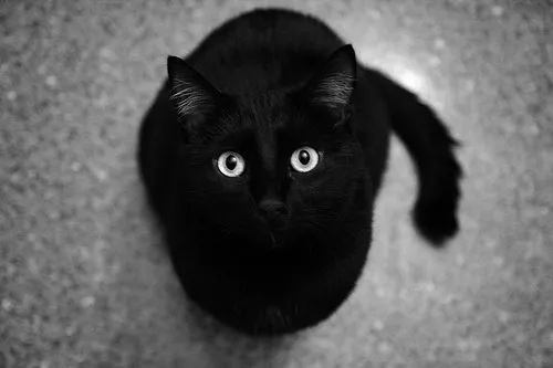 El gato negro y la superstición - Taringa!