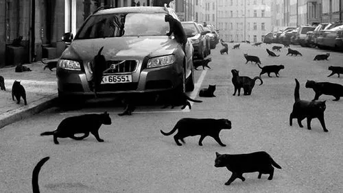 un gato negro | Tumblr