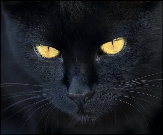 El gato negro - Wiki Gatopedia