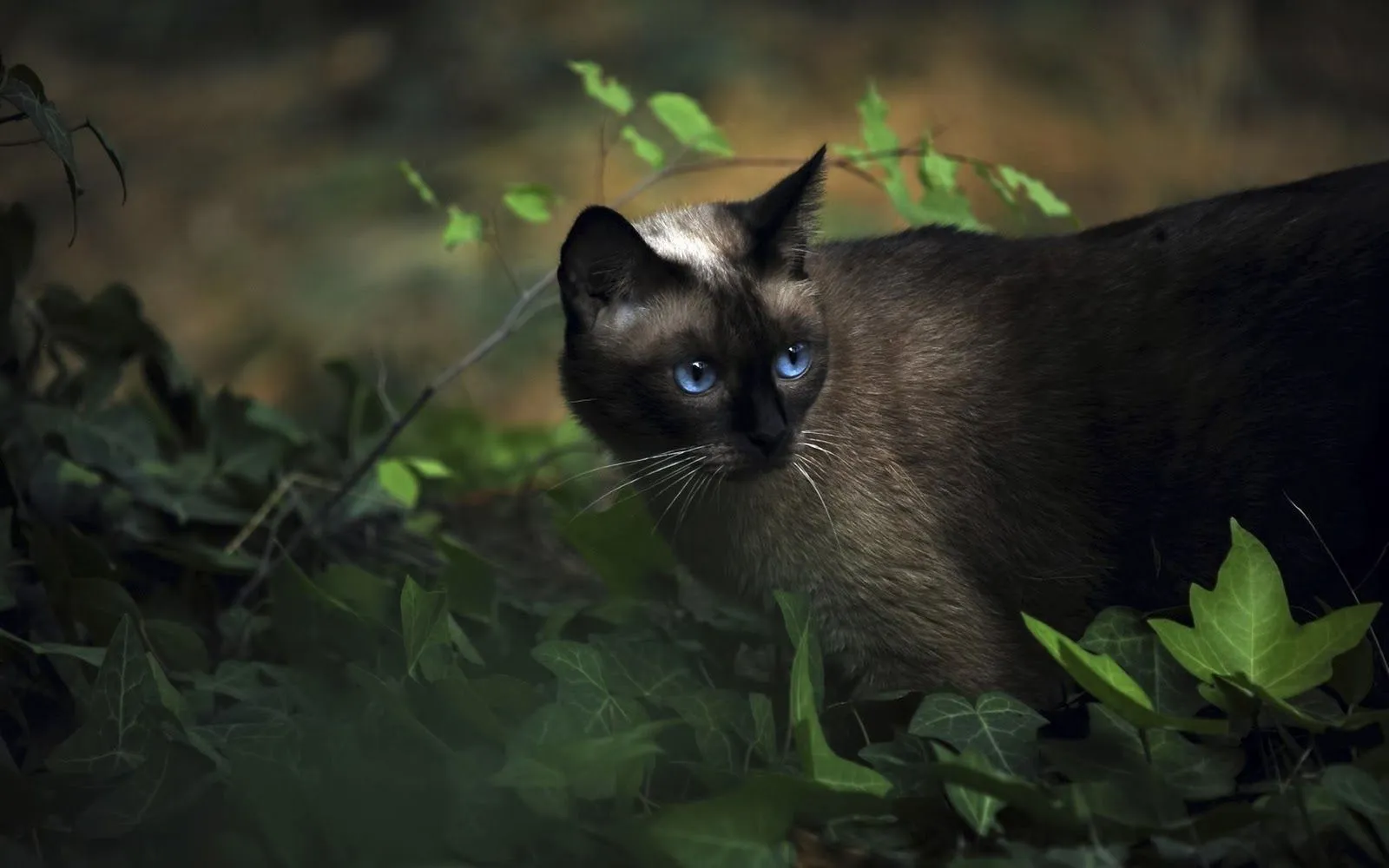 El gato de ojos azules-HD | Wallpaper-