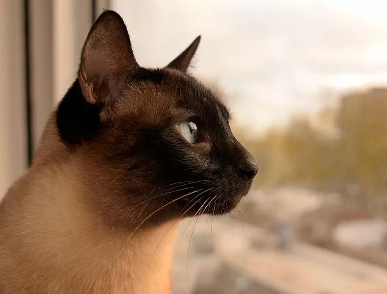 Gato perfil - Imagui