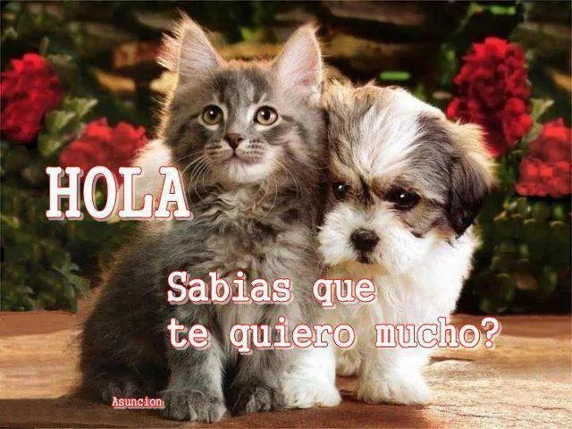 Gato y perro: te quiero mucho | Imagenes Chistosas Para facebook