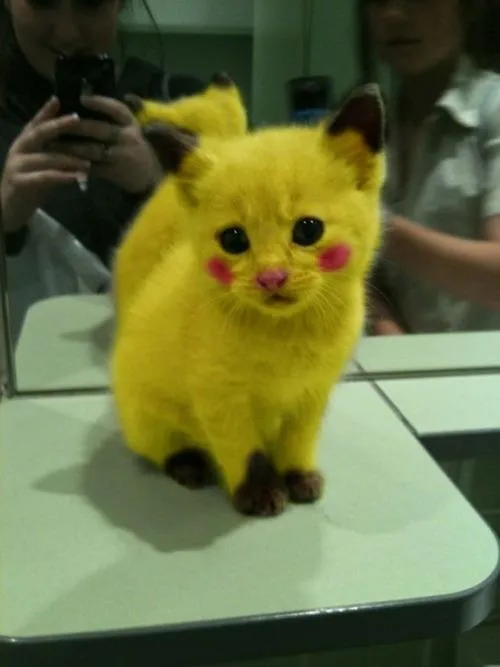 gato pikachu - [Estou sem criatividade para bolar um título bacana]