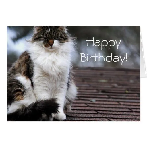 Gato de Ragdoll en tarjeta del feliz cumpleaños de | Zazzle