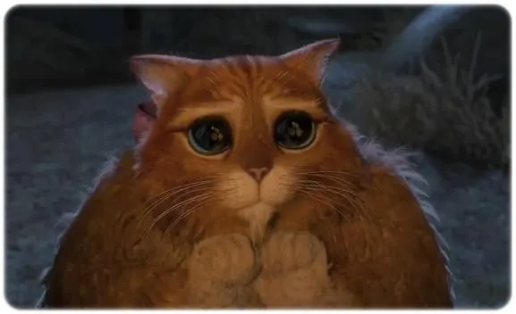 Gato de shrek gordo - Imagui