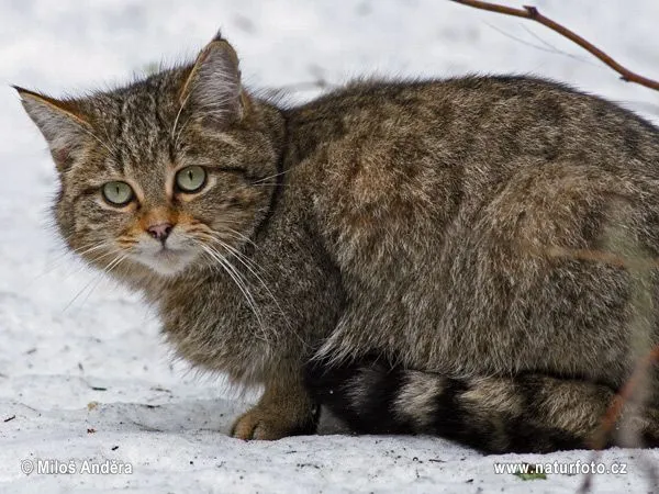 Gato Silvestre | Fotografía