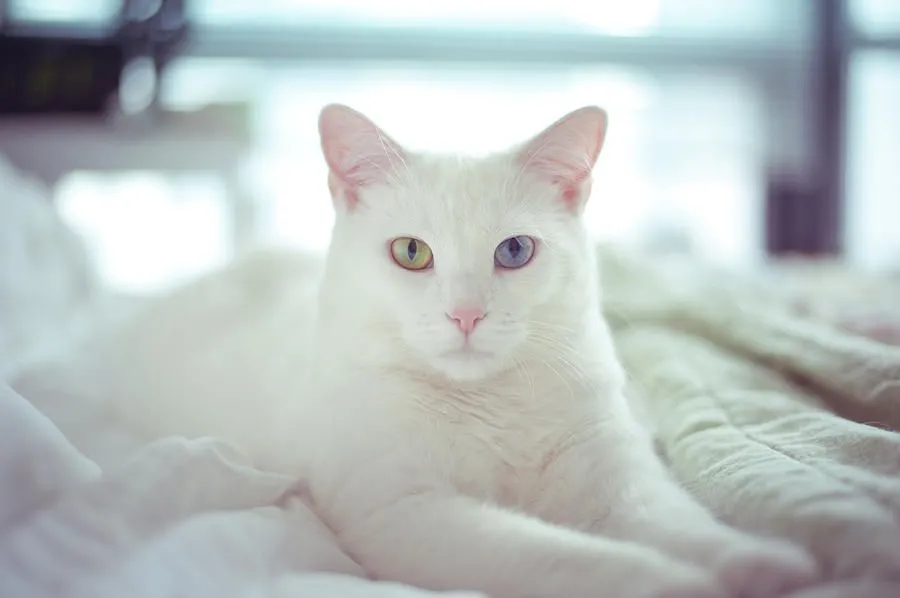 TODO SOBRE MI GATO: La sordera en los gatos blancos