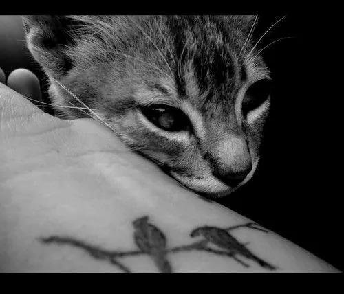 el gato triste i azul ;; | Flickr - Photo Sharing!