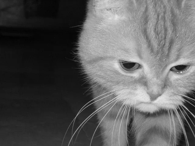 Gato Triste | Flickr - Photo Sharing!