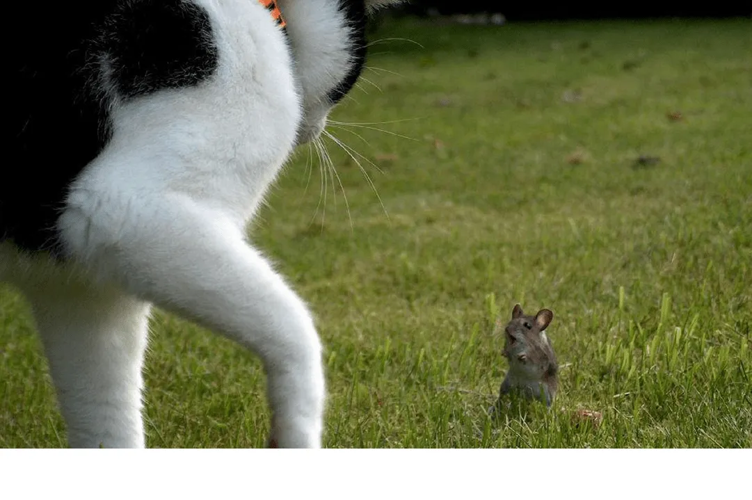 A gato viejo, raton tierno. - mirefranero.