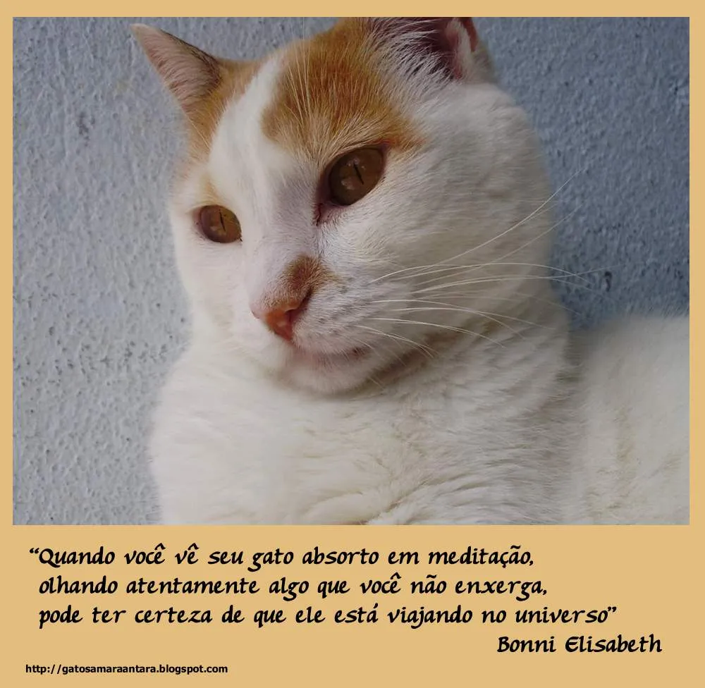 GATOS AMARAANTARA: FRASES SOBRE GATOS