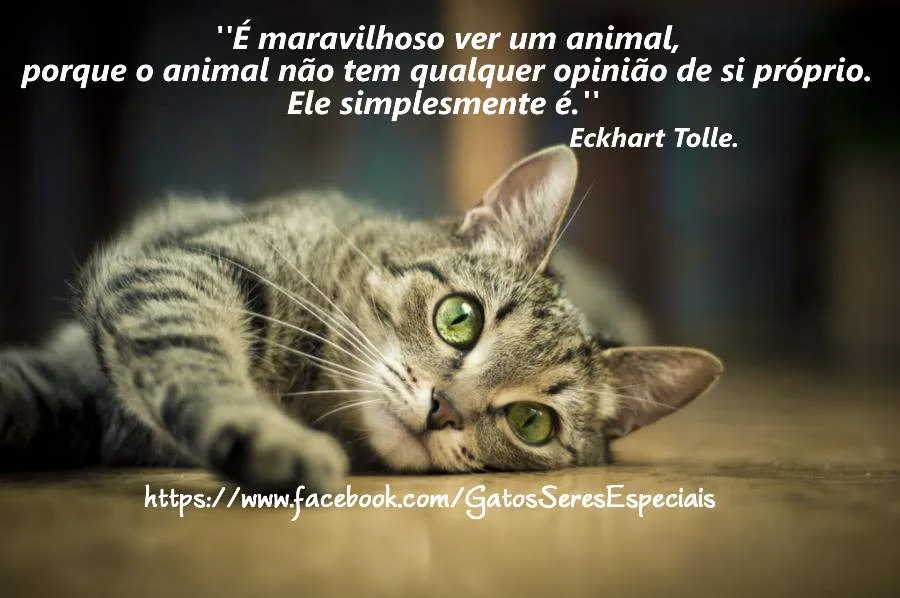 GATOS AMARAANTARA: GATOS SERES ESPECIAIS - FRASES 2013