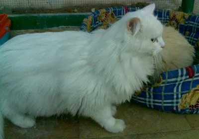 Gatos angora bebés - Imagui