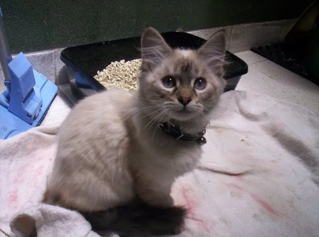 raza angora | Cuidar de tu gato es facilisimo.