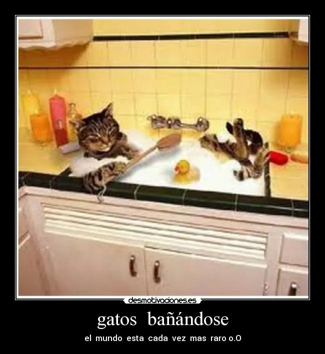 gatos bañándose | Desmotivaciones