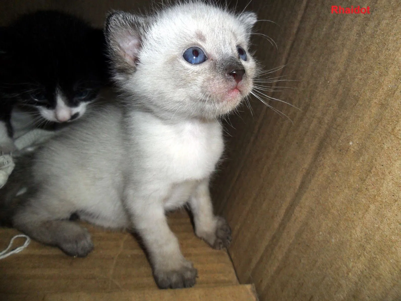 Gatos Bebes Para Adopción En Roldanillo