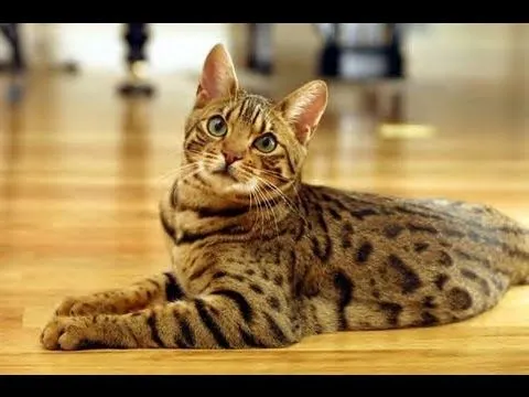 Gatos bengal, una especie diferente // Animales exóticos - YouTube