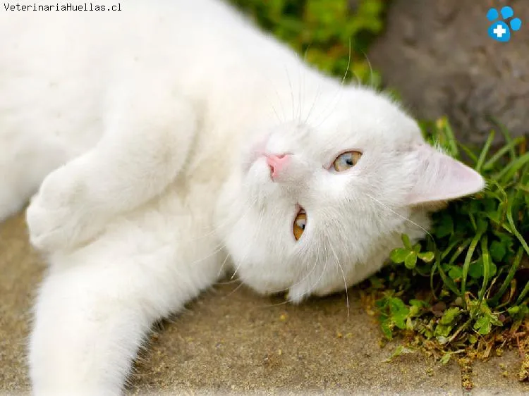 GATOS BLANCOS