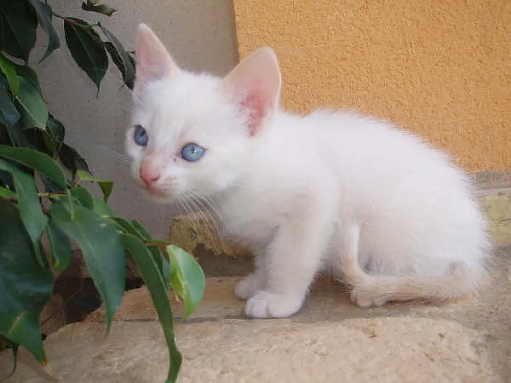 gatos blancos (4) | Cuidar de tu gato es facilisimo.