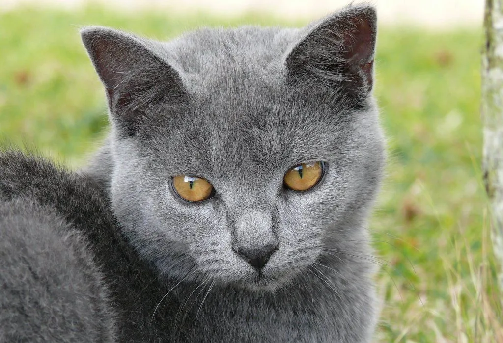 Gatos Chartreux. MundoGatos.