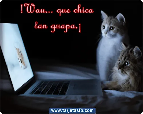 Gatos chistoso CON FRASES - Imagui