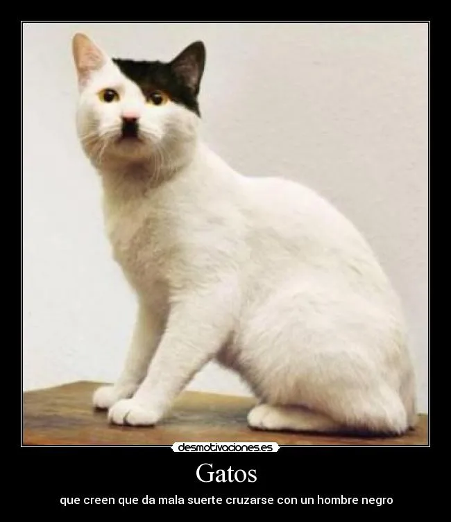 Gatos | Desmotivaciones