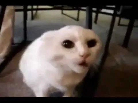 Gatos diabolicos - YouTube